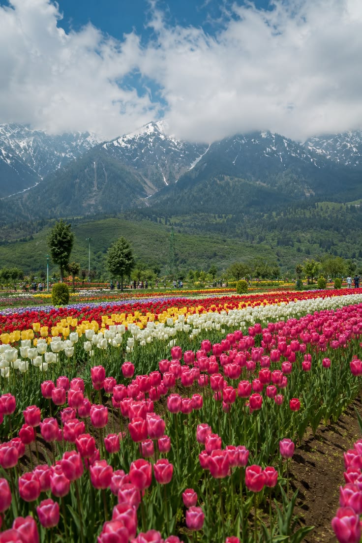 Kashmir Paradise