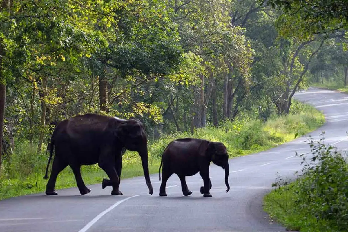🌲 The Wayanad Wilderness 🐘